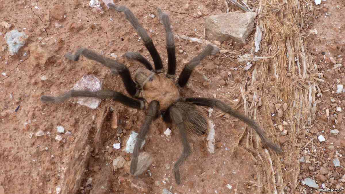 Desert tarantulas prepare for sex and death at Zion National Park
