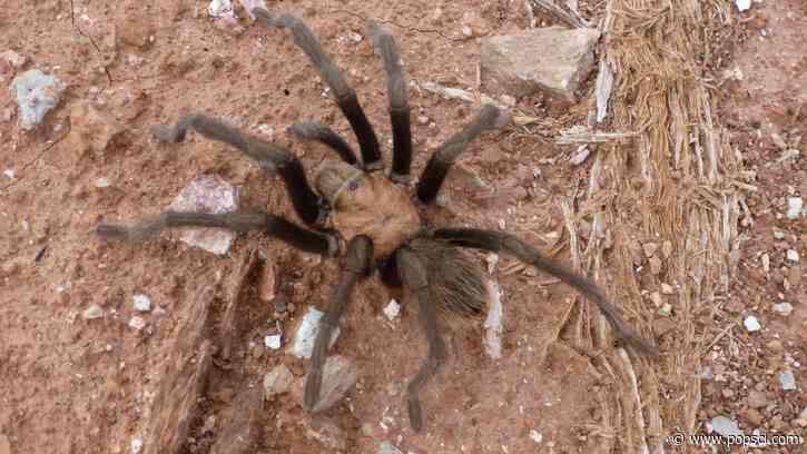 Desert tarantulas prepare for sex and death at Zion National Park