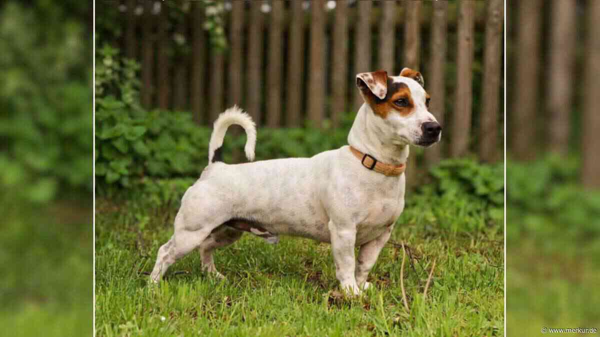 „Absoluter Traumhund, könnte man meinen“: Tierheim sucht Zuhause für Rudi – viel zu beachten