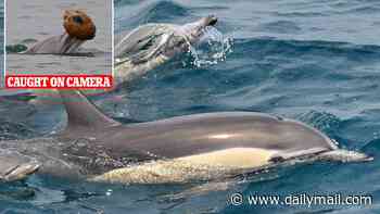 Dolphins caught on video displaying never-before-seen ability that shocks marine scientists: 'I was screaming'