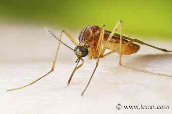 West Nile virus cases, detections continue rising in Hays County