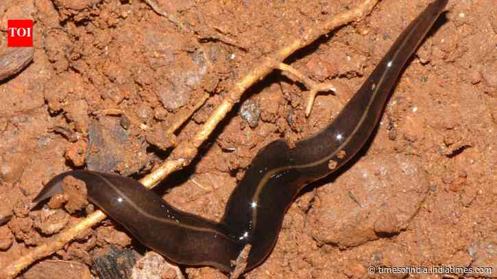 In the 1990s, a predatory flatworm was released in Samoa to control giant African snails