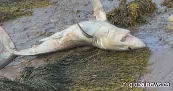 Beached shark pulled to safety by New Brunswick teen