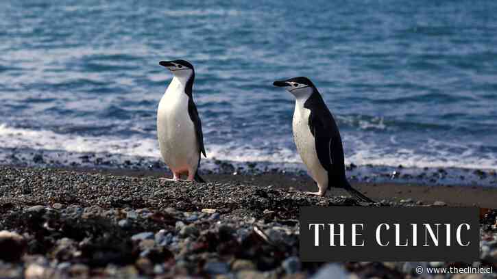 La preocupante desaparición de pingüinos en remota isla de Magallanes: pasaron de 60 mil a siete mil parejas en los últimos 25 años