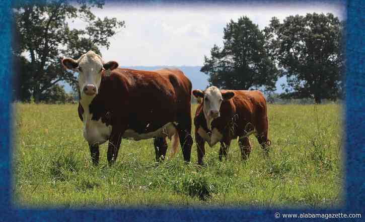 New World Screwworm Expansion in Texas Raises Alarms for Livestock Producers Across the South