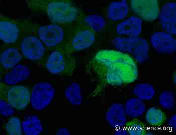 A genome-wide map of the genetic network in monocytes that regulates type I interferon induction by the cGAS-STING pathway | Science Signaling