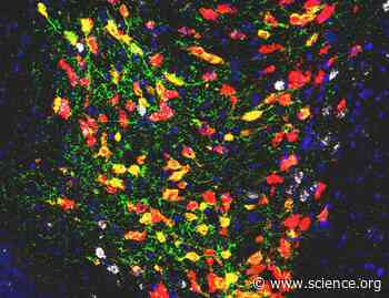 Distinct properties of glutamate-dopamine, nonglutamate-dopamine, and glutamate-only ventral tegmental area neurons | Science Signaling