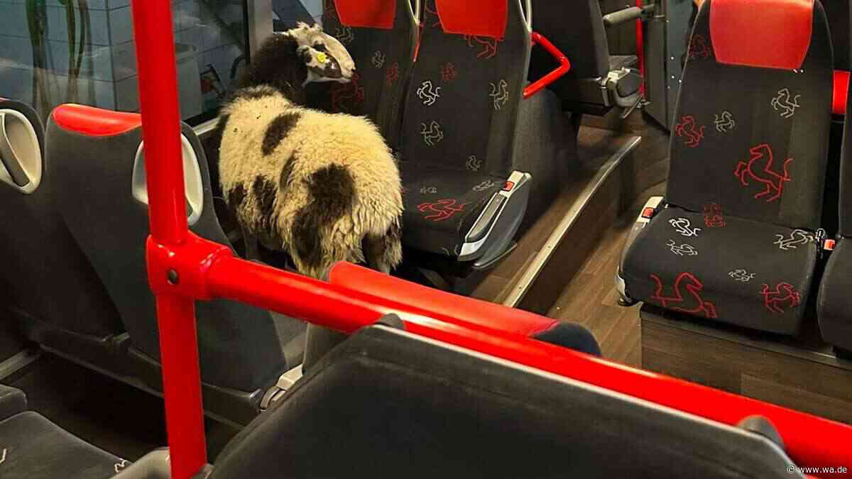 Ausgerissen: Schaf fährt im Linienbus durch die Waschanlage