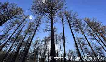 Forest Service moves to rescind 25-year-old 'roadless rule,' citing wildfire risk