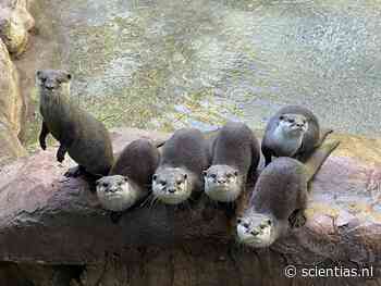 Otters zijn juist actiever als er veel mensen staan te kijken