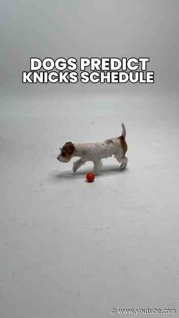 who let the dogs out 🐶 #nyknicks #basketballshorts #schedulerelease #puppies