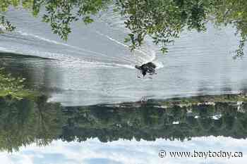 Pontoon boat collides with Mattawa dock. Driver charged with impaired