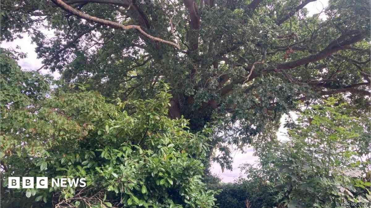 Preservation order protects 300-year-old oak