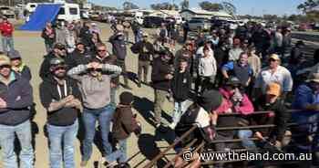 Almost 6000 feral pigs wiped out in 60 hours at Nyngan Big Boar Bonanza