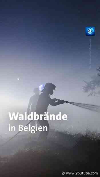 Der Kampf gegen einen der größten Waldbrände Belgiens geht weiter. #feuer #tagesschau #belgien