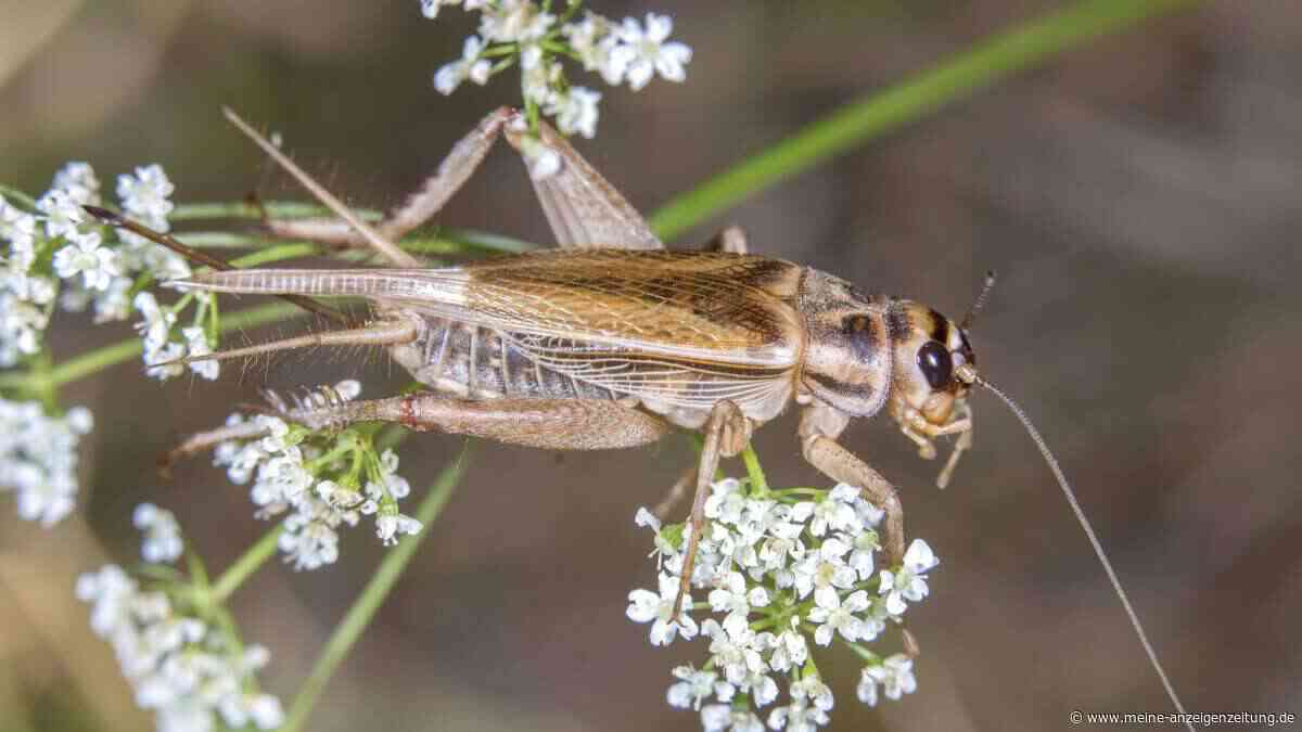 Grillen-Invasion in Norditalien: Experte erklärt, was die Lage verschlimmert