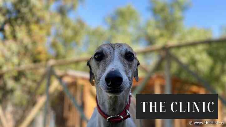 Mi vida con la “flaca”: la historia tras adoptar un galgo y lo que aprendí sobre las carreras cuya prohibición  o continuidad se vota hoy en la Cámara