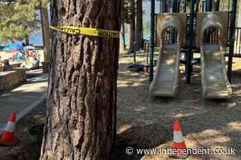 Are trees deliberately being poisoned at this private beach community? Investigators have landed upon a theory