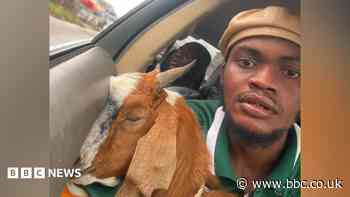 The goat is now a celebrity - how this Nigerian graduation gift went viral
