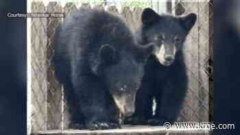 Black bear cubs taken to northern New Mexico wildlife rehab
