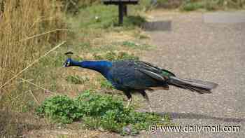 Fowl play! The judge, his peacocks, and locals who can't stand the noise any more