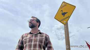 Bird safety concerns could lead to traffic-slowing measures in Kingsville bird sanctuary