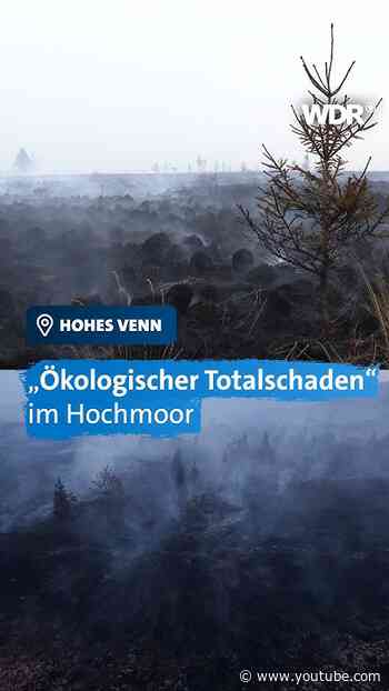 Zerstörte Wälder durch Waldbrand in Hohen Venn | WDR #shorts #Waldbrand #Monschau