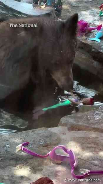 Bears cool off in a backyard pool
