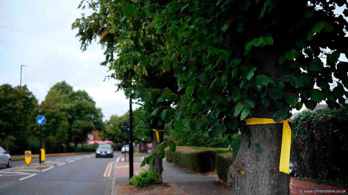 Newcastle cycle lane rumours spark tree ribbons protest amid war of words over felling claims