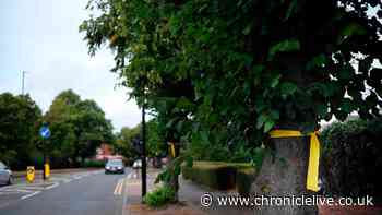 Newcastle cycle lane rumours spark tree ribbons protest amid war of words over felling claims