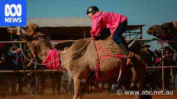 Lawyers replace jockeys in 'chaos' of camel race