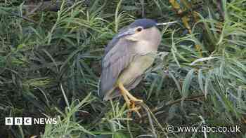 'Worrying' heat brings rare birds to Yorkshire
