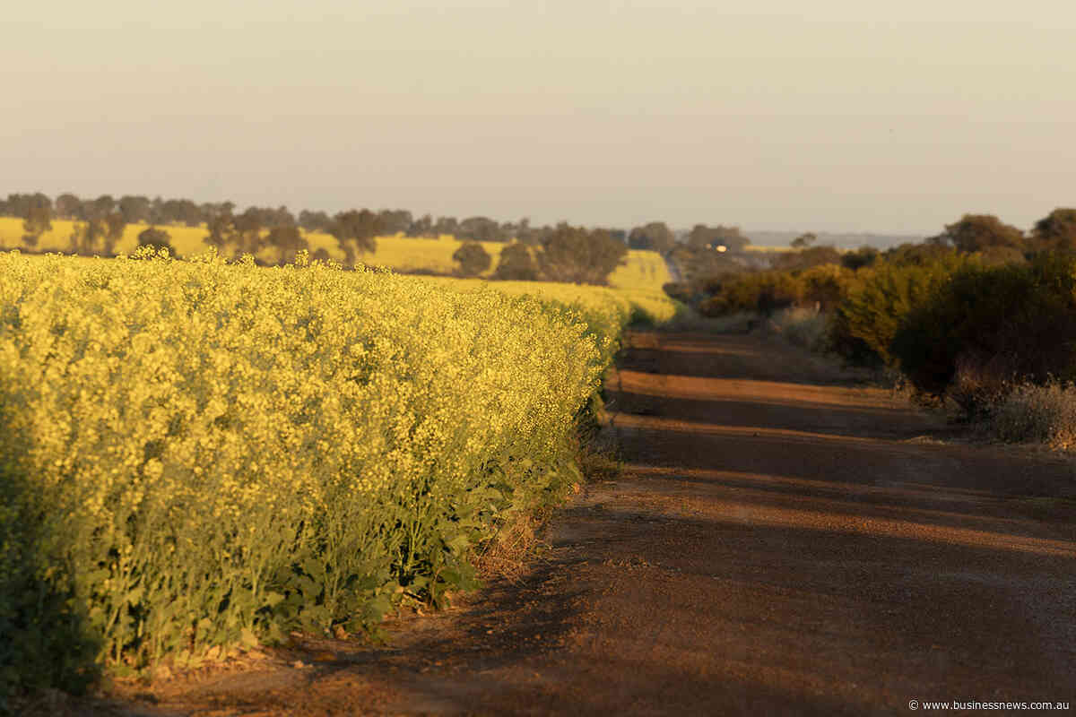 Rabobank finds strong case for WA canola crushing industry