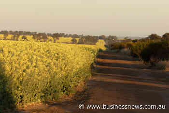 Rabobank finds strong case for WA canola crushing industry