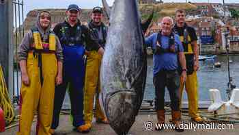 Bluefin tuna is caught in North Sea for the first time in 90 years