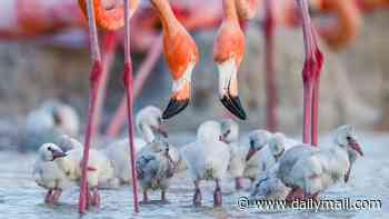Tickled pink! Pair of flamingos are seen doting over their chicks