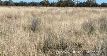 Turn Turn and Wittenburra impress with standout sheep, cattle productivity