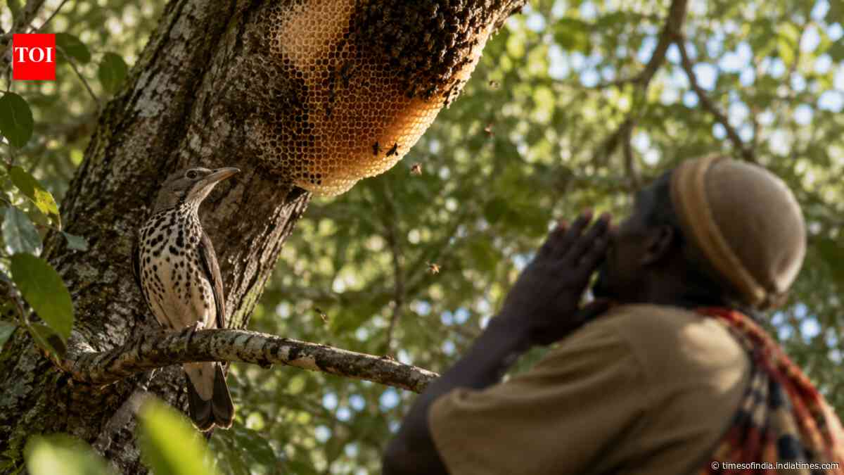 African honeyguides recognise honey hunters' calls to help find hidden bee nests