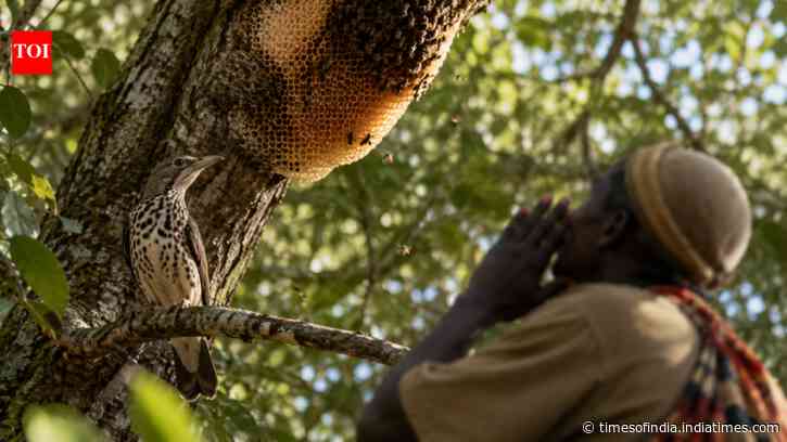 African honeyguides recognise honey hunters' calls to help find hidden bee nests
