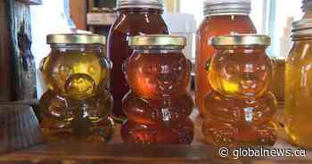 B.C.’s honey producers brace for the sting of 50% new tariff from the U.S.
