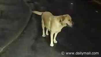 Criminal abandons his pet Labrador while fleeing police... so the tail-wagging dog leads officers straight to his hiding place