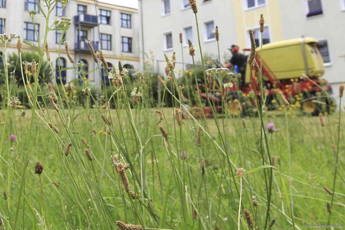 Für 25.000 Euro: Neuer Rasentraktor soll in Niederdorf auch über Straßen rollen