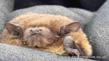 Rare bat found roosting at Sheffield reservoir in a first for Yorkshire