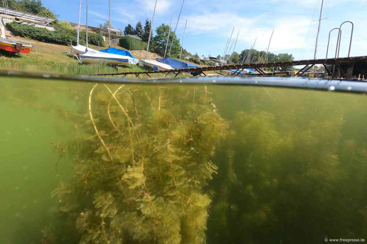 Wucherndes Kraut in der Talsperre Pöhl: Ist diese Pflanze gefährlich?