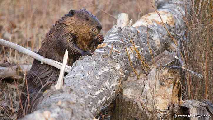 Maryland rocked by third beaver attack in weeks after 2 animals test positive for rabies
