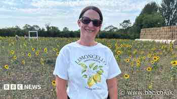 Dry summer leaves pick-your-own sunflowers stunted