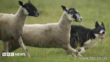 Sheepdog trials cancelled due to bluetongue virus