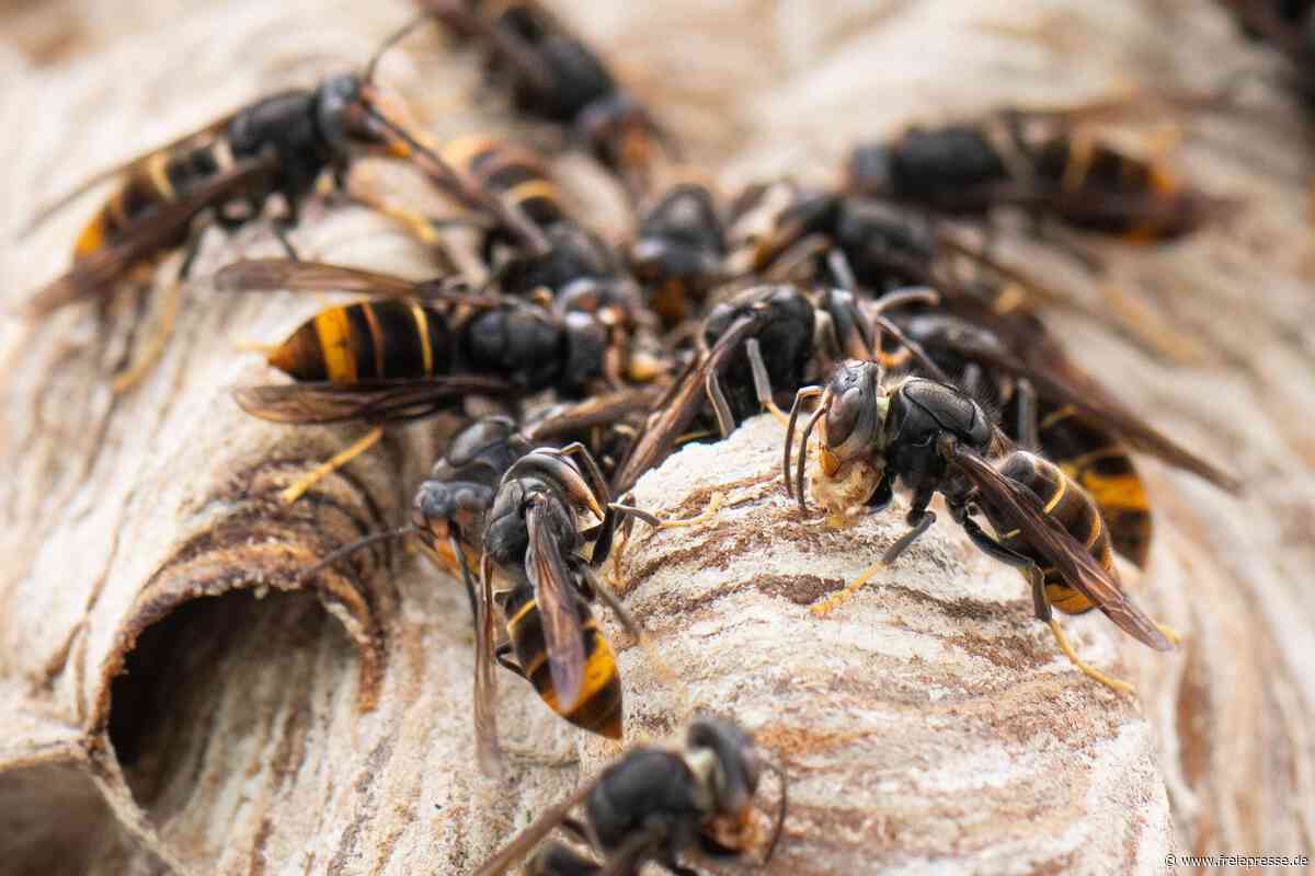 Die Hornisse, die Bienen jagt: Invasive Art erreicht Sachsen
