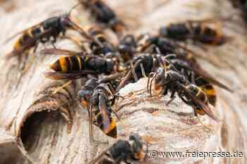 Die Hornisse, die Bienen jagt: Invasive Art erreicht Sachsen