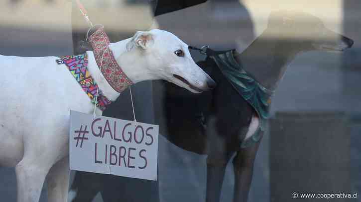 Diputados aprobaron proyecto que prohíbe las carreras de perros galgos